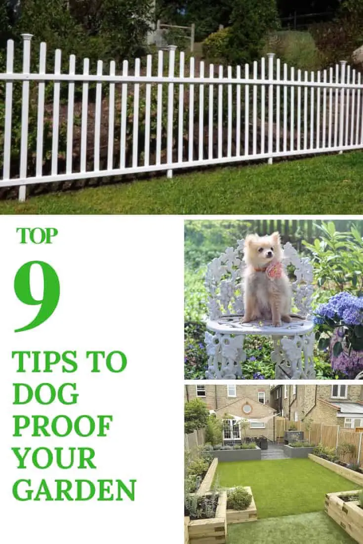 9 Tips To Dog Proof Your Garden 1001 Gardens